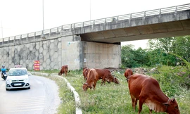 Cận cảnh chăn nuôi gia súc, gia cầm ở các quận, huyện Hà Nội sau 'lệnh' cấm