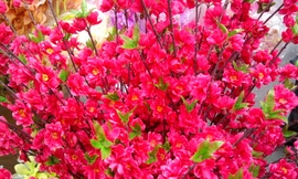 Trăm sắc hoa... giả đua chen