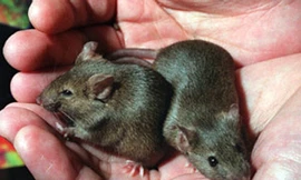 Bị bắt vì… 'khủng bố thực phẩm bằng chuột'