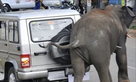 Voi dữ 'khủng bố' Ấn Độ