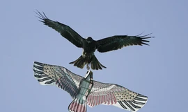 Ảnh về động vật sinh động nhất tuần