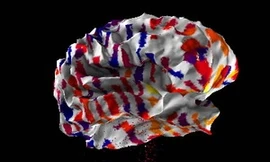 Tiết lộ bản đồ não người đầu tiên của thế giới