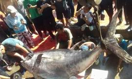 Bắt cá ngừ vây vàng 'khủng' nhất ở Trường Sa