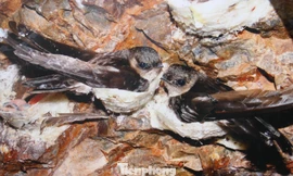 Triển lãm ảnh nghệ thuật yến sào Khánh Hòa