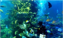 “Thám hiểm” đại dương giữa lòng Hà Nội