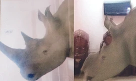 Tê giác tặng ông Trầm Bê giá bao nhiêu?