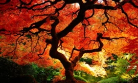 Sắc thu đẹp như mơ