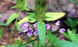 Dùng hạ khô thảo chữa tràng nhạc