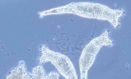 Loài vật bí ẩn 'nhịn sex' 80 triệu năm