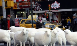 Cừu 'vây' Quảng trường Thời đại