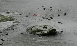 Rùa hồ Gươm được dư luận quan tâm Ảnh: Xuân Phú