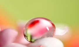 Lung linh giọt sương mai