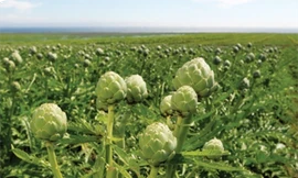 Công nghệ chiết xuất hướng đi mới cho sự phát triển Đông Dược