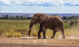 Sốc, voi có thể toát 500 lít mồ hôi mỗi ngày