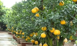 Chăm sóc bưởi cảnh sau tết thế nào để tái sử dụng năm sau, không tốn tiền mua?