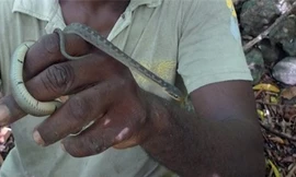 Loài rắn lải chỉ dài 1 mét rất hiền và hầu như không phản ứng khi bị bắt. Ảnh: G. Guida