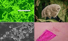 1001 thắc mắc: Những sinh vật kỳ dị nào có thể sống sót trên Sao Hỏa?