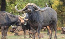 1001 thắc mắc: Loài trâu nào có số lượng ít nhất, loài nào đoản thọ nhất trên thế giới?