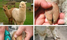 Những bàn chân kinh dị, độc lạ nhất thế giới loài vật