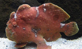 Cá ếch có thể thay đổi hình dạng và màu sắc tùy thuộc vào môi trường xung quanh.