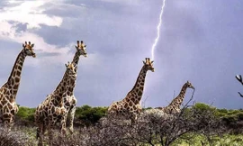 1001 thắc mắc: Liệu hươu cao cổ có bị sét đánh nhiều hơn các loài khác?