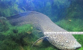 Vây của chúng rất cứng để di chuyển trên cạn dễ dàng.