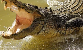 1001 thắc mắc: Loài nào có thể sống tới 2.000 năm nếu được cung cấp đủ thức ăn?