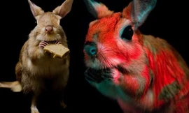 1001 thắc mắc: Loài gặm nhấm lớn nào có khả năng phát quang sinh học? ​