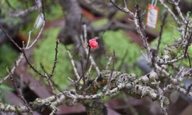 Chăm sóc đào sau Tết, cần lưu ý gì để hoa nở đúng cho năm sau?