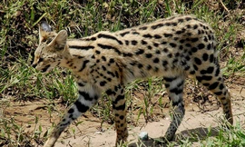 1001 thắc mắc: Loài mèo nào chạy nhanh chỉ sau báo cheetah?