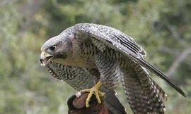 1001 thắc mắc: Loài chim nào tinh mắt nhất thế gian, có thể bay 322km/giờ?