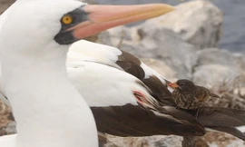 1001 thắc mắc: Loài chim sẻ nào chuyên uống máu?