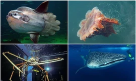 Những động vật nào 'khủng' nhất dưới đại dương?