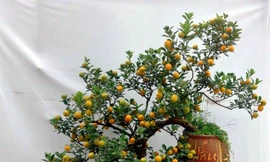 1001 thắc mắc: Làm thế nào để tái sinh quất cảnh sau tết?