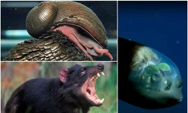 Những loài động vật nào có những khả năng đặc biệt khiến con người thèm muốn?