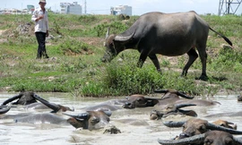 Mê gái đẹp, tỉ phú mất trắng phải đi chăn trâu thuê