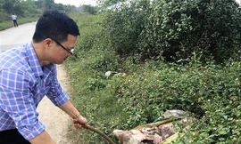 Xác lợn thối rữa được người dân vứt ra đường ở​Tản Lĩnh (Ba Vì, Hà Nội). Ảnh: MP