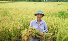 Nông dân cần được hỗ trợ, để sống được trên mảnh ruộng nhà mình. Ảnh: Bình Phương