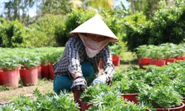 Bà Nguyễn Hoàng Yến đang chăm sóc hoa ẢNH: KIM HÀ