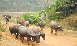 Trâu vùng cao trong đó có trâu Sốp Cộp không những cung cấp sức kéo mà còn cung cấp “trâu hay” cho các sới đấu