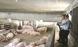 Một hộ chăn nuôi lợn ở huyện Thống Nhất 