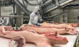 Nhiều doanh nghiệp đã có kế hoạch nhập thịt lợn để bù đắp thiếu hụt. Ảnh: Bình Phương 