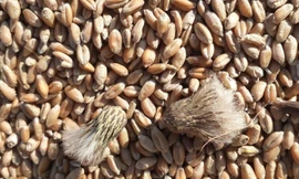 Cỏ kế đồng bị cơ quan kiểm dịch thực vật Việt Nam phát hiện, có khả năng lây lan rất nhanh, xâm hại nghiêm trọng cho hơn 27 loại cây trồng, xâm lấn đồng cỏ chăn nuôi tại 40 quốc gia