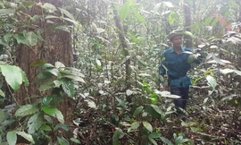 Anh Phan Văn Trí đang mở đường để dẫn chúng tôi vào thăm thú một cây bằng lăng cổ thụ trên 100 năm tuổi