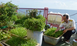 Thiếu tá Nguyễn Bá Tân đang chăm sóc vườn rau trên nóc nhà giàn DK1/15