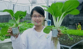 Vũ Thanh Quỳnh mong muốn được ra Trường Sa trồng rau xanh cho lính đảo