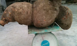 Củ sắn nặng 29 kg