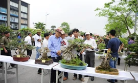 Nghỉ lễ, đi ngắm cây bạc tỷ ở Vinhomes Riverside