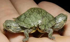 Những động vật hai đầu trên thế giới