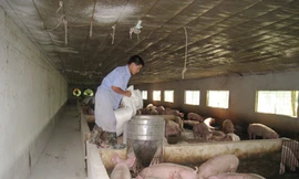 Người nuôi gia công cho C.P đề nghị Cty này chia sẻ lợi ích Ảnh: Anh Dũng